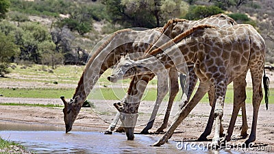 Three Giraffe drinking water at KTP Stock Photo