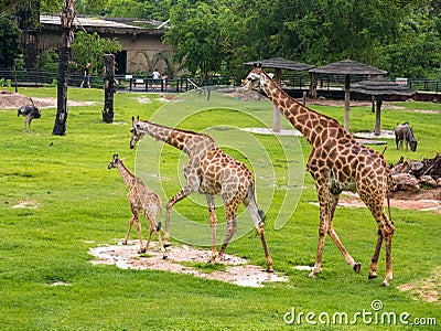 Three giraffe family in the zoo green grass background with friends in Thailand. Stock Photo