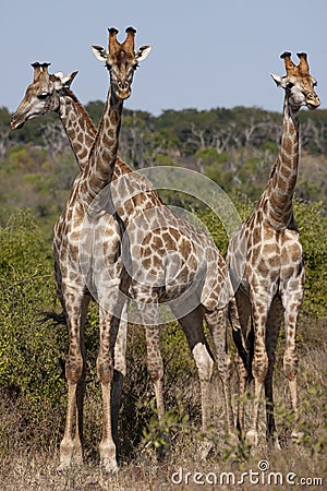 Three Giraffe Giraffa camelopardalis Botswana Stock Photo