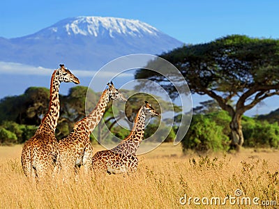 Three giraffe on Kilimanjaro mount background Stock Photo