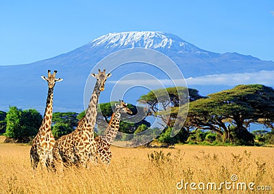 Three giraffe in National park of Kenya Stock Photo