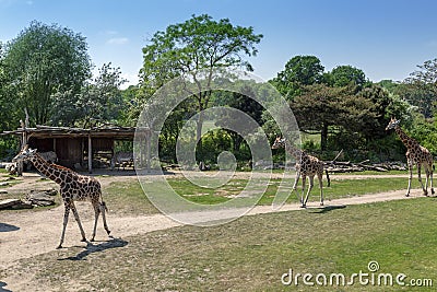 Three giraffe walking Stock Photo