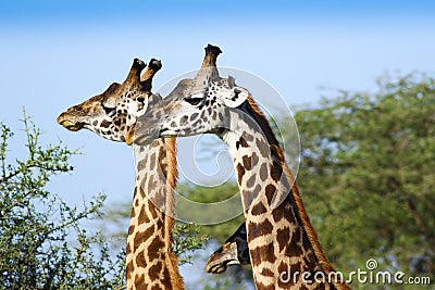 Three giraffes head Stock Photo