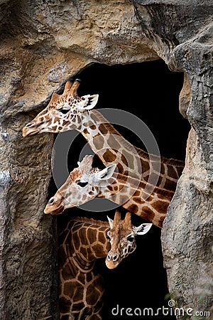Three giraffes Stock Photo