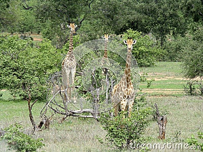 Three giraffes looking out of the savannah Stock Photo