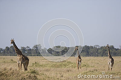 Three Giraffes walking on the plains of the Masai Mara Stock Photo