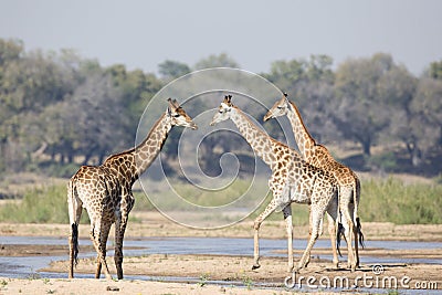 Three giraffes walking by a river Stock Photo