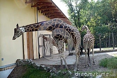Three giraffes in a zoo stands on the grass extends a long neck Stock Photo