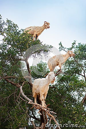 Three Goats Climbing an Argan Tree along the Road to Essaouira Morocco to Marrakesh Stock Photo