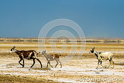 Three Goats in a Desert Stock Photo