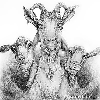 Three goats graphite drawing Stock Photo