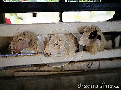 Three Goats Stock Photo