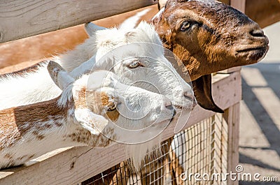Three goats waiting to be touched Stock Photo