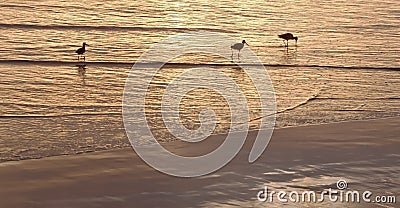Three godwit birds in the surf at sunset Stock Photo