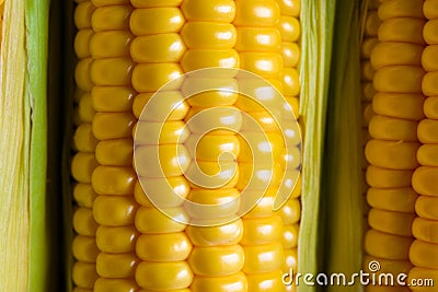 Three golden ripe corn ears maize macro Stock Photo