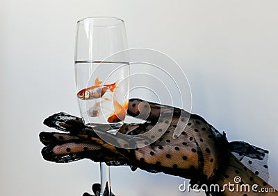 Goldfishes in a glass with water on the window day Stock Photo