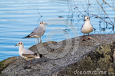 Three graceful gulls on stone at lake Stock Photo