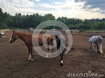 Three graceful horses on the field for walking Stock Photo