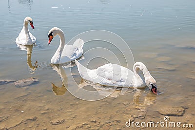 Three Graceful white Swans swimming in the lake, swans in the wild Stock Photo