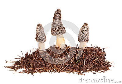 Three gray morel mushrooms and substrate isolated on white Stock Photo