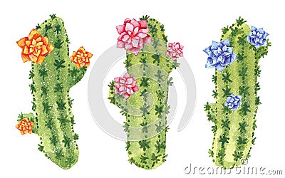 Three green cactuses blooming with pink, orange and blue flowers Cartoon Illustration