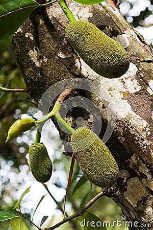 Three green jackfruit hanging on a tree in nature. Stock Photo