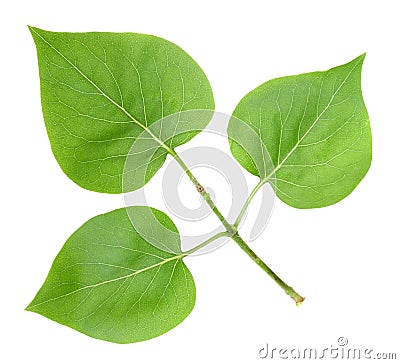 Three green leafs of lilac Stock Photo