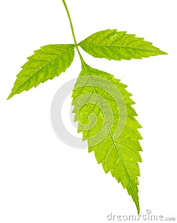 Three green leaves Stock Photo