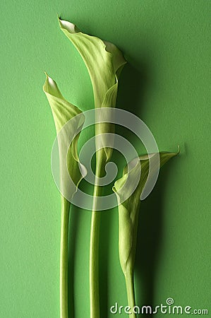 Three green lillies Stock Photo