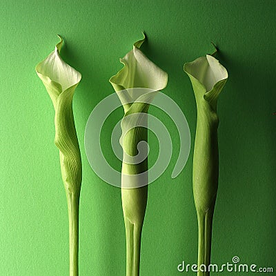 Three green lillies Stock Photo