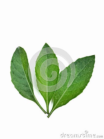 Three green mint pepper leaves isolated on white. Fresh mint leaves. Road clipping mint pepper. Stock Photo