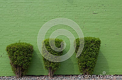 Three green shrubs against a greenw wall Stock Photo