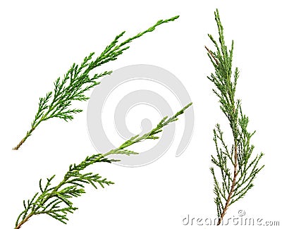 Three green thuya branches on white Stock Photo