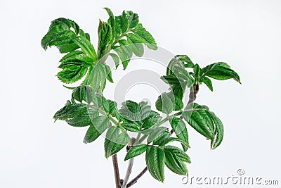 Three green twig rowan berry on the white background. Stock Photo