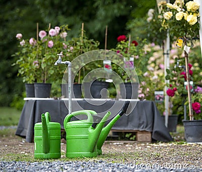 Three green watering pots in front of a table with roses Stock Photo