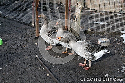 Three grey goose . Rustic poultry yard Stock Photo