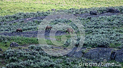 Three Grizzly Bears Cross Rocky Outcropping Stock Photo