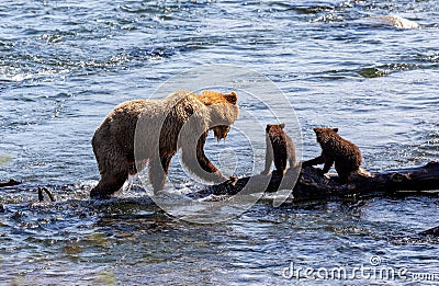 Three Grizzly bears enjoying an afternoon swim in a calm lake on a sunny day Stock Photo