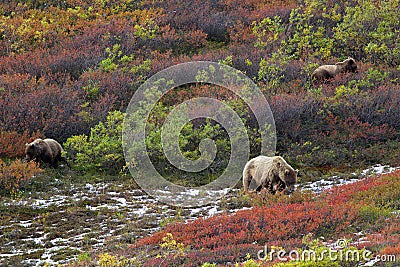 Three grizzly bears in tundra Stock Photo