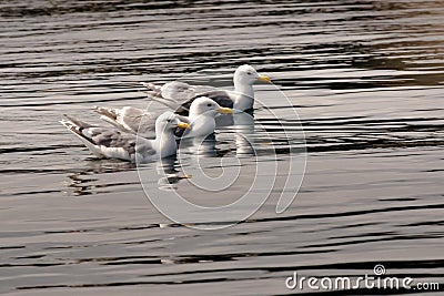 Three Gulls Stock Photo