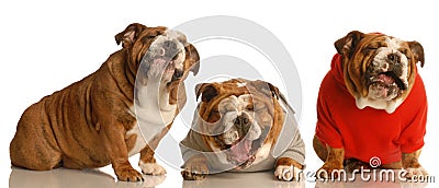 Three happy dogs Stock Photo