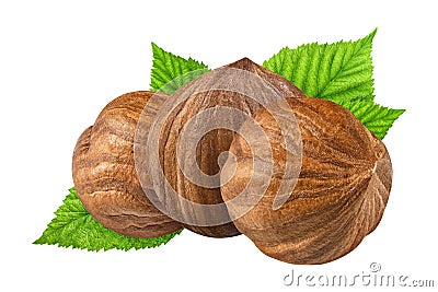 Three hazelnut isolated closeup without shell with leaf as package design elements. Fresh filbert on white background. 3 Nut macro Stock Photo