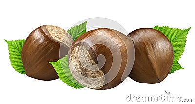 Three hazelnut isolated closeup in shell with leaf as package design elements. Fresh organic filbert on white background.Nut macro Stock Photo