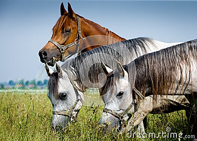 Three head of arabian horses Stock Photo