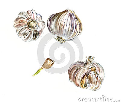 Three heads of garlic and slice, watercolor sketch, isolated Stock Photo