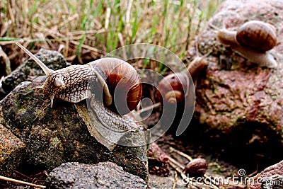 Three Helix pomatia gliding on the stones Stock Photo