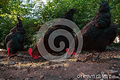 Three Hens Scratching in the Barnyard Stock Photo