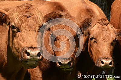 Three Hereford Cows Look Into The Camera Stock Photo
