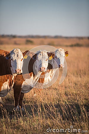 Three Hereford Cows Stock Photo