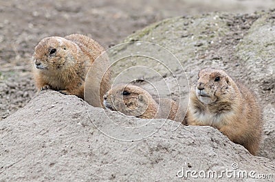 Three hiding prairie dogs (genus Cynomys) Stock Photo
